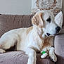 animal, canine, companion, couch, decorative_pillow, dog, domestic_animal, fur, furniture, golden_retriever, household, indoor, living_room, mammal, paw, pet, relaxed, resting, side_view, toy