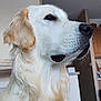 animal, background, calm, canine, closeup, dog, domestic_animal, fur, furniture, golden_retriever, home, indoor, jeans, mammal, person, pet, portrait, profile, relaxation, slippers
