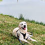 dog, golden_retriever, grass, lake, water, leash, outdoor, nature, happy, pet, canine, animal, smiling, summer, greenery, reflection, landscape, park, resting, daytime