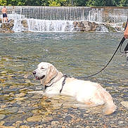 Venom a rejoint le concours — aidez-le/la à gagner de superbes lots ! blue_sky, canine, cascade, dog, forest, golden_retriever, leash, nature, outdoor, pebbles, person, pet, relaxing, river, rocks, summer, sunny, trees, water, waterfall