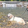 blue_sky, canine, cascade, dog, forest, golden_retriever, leash, nature, outdoor, pebbles, person, pet, relaxing, river, rocks, summer, sunny, trees, water, waterfall
