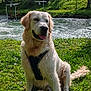canine, daytime, dog, forest, golden_retriever, grass, greenery, happy, harness, nature, outdoor, park, pet, river, sitting, summer, sunlight, tongue_out, trees, water