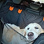 animal, backseat, black_leather, car_interior, curious, daylight, dog, domestic_dog, golden_retriever, headrest, highway, mesh_barrier, orange_clips, pet, resting, road, seat_cover, travel, vehicle, window