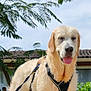 Carine Cochet participe au concours pour gagner de l'argent avec cette photo : dog, golden_retriever, wet, harness, outdoor, grass, tree, leafy, sunny, tongue_out, pet, canine, animal, mammal, happy, nature, daytime, standing, backyard, house