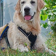 Carine Cochet a rejoint le concours — aidez-le/la à gagner de superbes lots ! dog, golden_retriever, grass, outdoor, leafy_plants, panting, wet_fur, canine, animal, pet, nature, summer, happy, lying_down, black_harness, sunlight, greenery, close_up, mammal, friendly