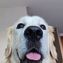 Carine Cochet participe au concours pour gagner de l'argent avec cette photo : dog, golden_retriever, tongue_out, close_up, pet, indoor, animal, cute, fur, canine, friendly, portrait, muzzle, whiskers, nose, ears, house, domestic, looking_up, playful