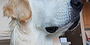 Carine Cochet a rejoint le concours — aidez-le/la à gagner de superbes lots ! dog, golden_retriever, pet, indoor, portrait, fur, canine, animal, white, beige, ears, snout, nose, person, slippers, jeans, relaxing, home, furniture, background
