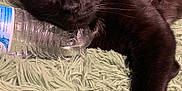 Akuma joined the competition — help win amazing prizes! animal, black_cat, cat, claws, close_up, domestic_cat, feline, fluffy_surface, fur, green_rug, indoor, lying_down, nail, paw, pet, relaxed, resting, water_bottle, whiskers, yellow_eyes