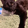 animal, black_cat, cat, claws, close_up, domestic_cat, feline, fluffy_surface, fur, green_rug, indoor, lying_down, nail, paw, pet, relaxed, resting, water_bottle, whiskers, yellow_eyes