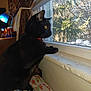 Akuma is registered to the contest to win money with this photo: black_cat, cat, close_up, cozy, curious, curtain, daylight, domestic_animal, furniture, home, household_items, indoor, lamp, looking_outside, pet, red_collar, tree, window, windowsill, yellow_eyes