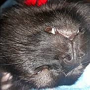 Akuma is registered to the contest to win money with this photo: animal, black_dog, blanket, blue_blanket, close_up, collar, cozy, cute, dog, face, fur, lying_down, nose, pet, red_collar, resting, sleepy, snout, teeth, whiskers