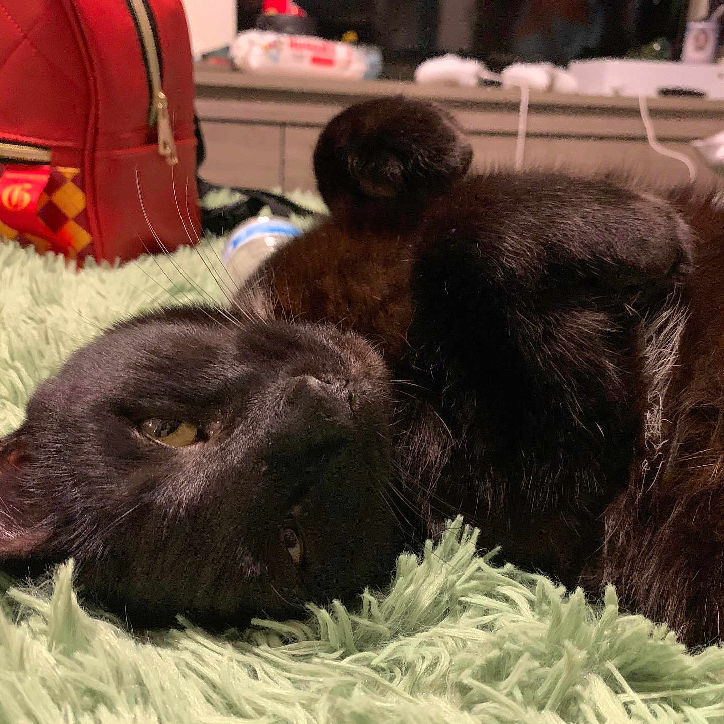 Akuma joined the competition — help win amazing prizes! animal, black_cat, blanket, cat, close_up, cozy, domestic_animal, fur, fur_texture, furniture, green, home, indoor, lying_down, paw, pet, relaxed, sleepy, soft_texture, whiskers