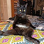 Akuma is registered to the contest to win money with this photo: animal, bed, black_cat, blanket, cat, cozy, curious, dvd_case, fan, feline, furniture, home, indoor, patterned_blanket, pet, relaxed, sitting, whiskers, white_patch, yellow_eyes