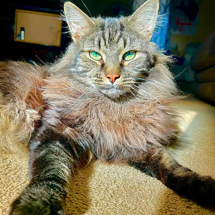 Koji is registered to the contest to win money with this photo: animal, carpet, cat, close_up, cozy, cute, domestic, feline, fluffy, green_eyes, indoor, lazy, long_fur, muzzle, pet, portrait, relaxed, stretching_paw, sunlight, whiskers