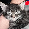 Koji joined the competition — help win amazing prizes! animal, cat, close_up, comfort, cozy, cute, domestic_animal, face, feline, fur, hand, kitten, paw, pet, resting, sleeping, soft, tattoo, whiskers, young