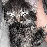 Koji joined the competition — help win amazing prizes! animal, cat, close_up, cozy, cute, cute_pet, domestic_animal, feline, fur, human_arm, kitten, nap, paw, pet, resting, sleeping, snuggling, soft, tattoo, whiskers