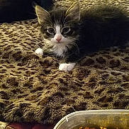 Chase is registered to the contest to win money with this photo: animal, bed, blanket, cat, cheese, cozy, curious, cute, domestic, feline, food_container, furniture, indoor, kitten, leopard_print, pasta, pet, resting, room, shelf