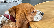 Nina participe au concours pour gagner de l'argent avec cette photo : dog, hound, brown_dog, white markings, sleeping, resting, head_on_table, collar, indoors, living_room, dining_table, wooden_table, sofa, blanket, staircase, television, houseplant, home, floor, portrait