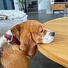 dog, hound, brown_dog, white markings, sleeping, resting, head_on_table, collar, indoors, living_room, dining_table, wooden_table, sofa, blanket, staircase, television, houseplant, home, floor, portrait
