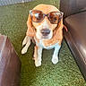 Nina participe au concours pour gagner de l'argent avec cette photo : dog, beagle, sunglasses, pet, animal, portrait, sitting, outdoor, garden, grass, lawn, leather_chair, furniture, brown_and_white, floppy_ears, nose, collar, funny, fashion, sunlight