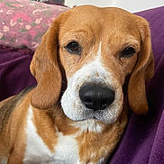 Nina a rejoint le concours — aidez-le/la à gagner de superbes lots ! beagle, dog, pet, animal, portrait, close_up, face, eyes, nose, ears, brown_fur, white_fur, snout, indoors, bed, blanket, cushion, cozy, floral, photography