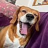 Nina participe au concours pour gagner de l'argent avec cette photo : beagle, dog, pet, animal, yawning, tongue, open_mouth, nose, floppy_ears, brown_and_white, short_fur, portrait, close_up, indoors, couch, blanket, home, relaxed, funny, happy