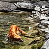 Pilou a rejoint le concours — aidez-le/la à gagner de superbes lots ! adventure, animal, canine, cautious, daylight, dog, environment, exploration, fur, golden_retriever, nature, outdoor, paw, riverbed, rocks, shallow_water, stream, water, wet, wild