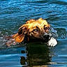 active, animal, blue, canine, dog, face, focused, fur, head, mammal, nature, outdoor, paw, pet, reflection, ripples, summer, swimming, water, wet