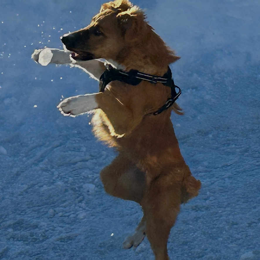 Pilou a rejoint le concours — aidez-le/la à gagner de superbes lots ! action, athletic, dog, frozen_ground, harness, jumping, leaping, motion, muzzle, outdoors, paws, play, playful, red_toy, snow, snowflakes, sunlight, tan_fur, vertical_photo, winter