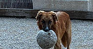 Pilou participe au concours pour gagner de l'argent avec cette photo : animal, brown_dog, canine, deflated_ball, dog, ears, fence, fur, garden, grass, gravel, nature, outdoor, pet, plant, playful, snout, soccer_ball, standing, toy