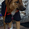 Pilou a rejoint le concours — aidez-le/la à gagner de superbes lots ! alert, animal, black_coat, brown_fur, canine, curious, dog, domestic, guard, leash, outdoor, pet, quiet, red_trim, side_view, standing, stone_wall, tiled_floor, wet_fur, white_paws
