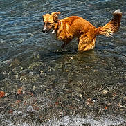 Pilou a rejoint le concours — aidez-le/la à gagner de superbes lots ! animal, brown_dog, canine, coast, daylight, dog, lake, looking, nature, outdoor, pet, playful, river, rocks, shallow_water, shore, summer, water, waves, wet_fur