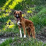 Pilou participe au concours pour gagner de l'argent avec cette photo : alert, animal, brown_dog, canine, dog, floppy_ears, forest, grass, happy, meadow, nature, outdoors, pet, portrait, standing, sunlight, tongue, tree, white_chest, white_paws