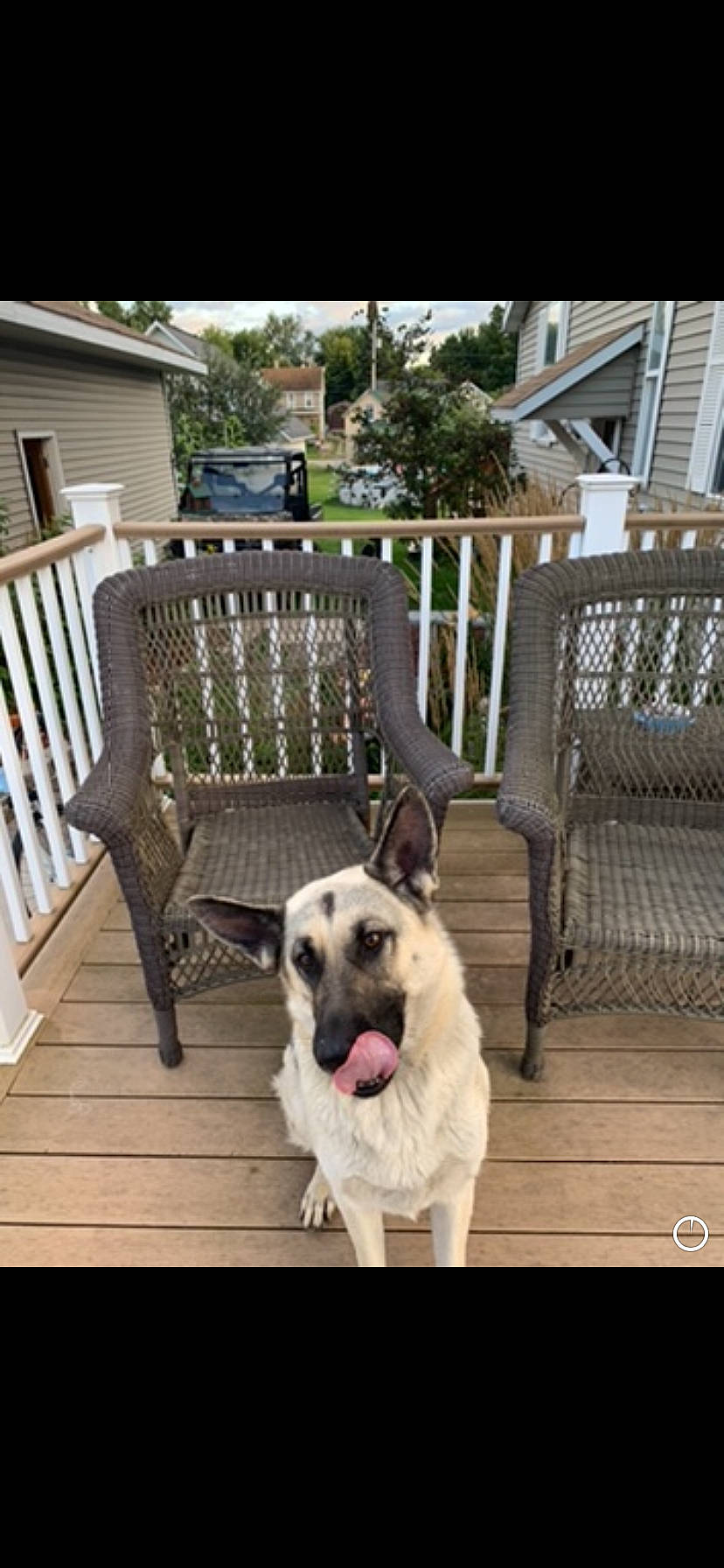 Norma joined the competition — help win amazing prizes! anatolian_shepherd_dog, backyard, canidae, carnivore, deck, dog, dog_breed, door, fawn, fence, furniture, hardwood, home, house, outdoor_structure, porch, sporting_group, window, wood, yard