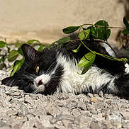 Aiko a rejoint le concours — aidez-le/la à gagner de superbes lots ! cat, black_and_white, relaxed, outdoor, gravel, sunlight, green_leaves, nature, pet, lying_down, whiskers, fur, close_up, animal, daylight, resting, cute, mammal, sleepy, peaceful