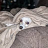 dog, blanket, couch, cozy, indoor, pet, white_dog, fur, snuggled, homedecor, furniture, comfort, animal, resting, christmas_tree, blurred_background, eyes, wrapped, relaxation, cute