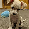 puppy, dog, white, small_dog, carpet, indoor, toy, plush_toy, ears, cute, pet, floor, animal, young_dog, portrait, looking_up, wooden_door, domestic_animal, floppy_ears, curious
