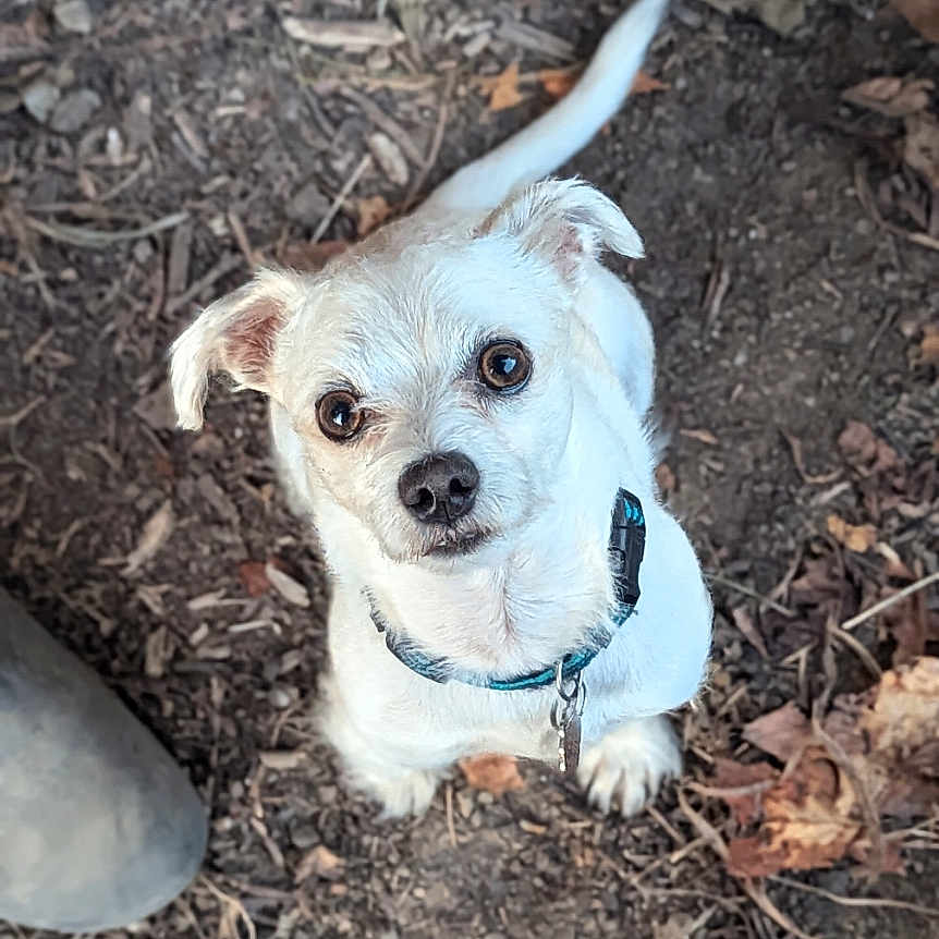 Coco