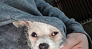 Coco is registered to the contest to win money with this photo: dog, pet, hoodie, hand, pink_nails, nails, gray_clothing, indoor, face, small_dog, cute, animal, cozy, person, casual, portrait, unimpressed, holding, fingers, closeup