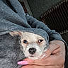 dog, pet, hoodie, hand, pink_nails, nails, gray_clothing, indoor, face, small_dog, cute, animal, cozy, person, casual, portrait, unimpressed, holding, fingers, closeup