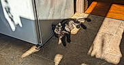 Bellakath is registered to the contest to win money with this photo: cat, black_cat, tile_floor, sunlight, shadow, refrigerator, indoor, home, relaxed, pet, animal, sunbeam, window_shadow, flooring, doorway, light_and_shadow, domestic, quiet, resting, household