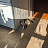 cat, black_cat, tile_floor, sunlight, shadow, refrigerator, indoor, home, relaxed, pet, animal, sunbeam, window_shadow, flooring, doorway, light_and_shadow, domestic, quiet, resting, household