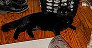 Bellakath joined the competition — help win amazing prizes! animal, basket, black_cat, boots, cat, cozy, curious, domestic_animal, feline, flooring, fur, household, indoor, looking, pet, quiet, relaxed, resting, wooden_floor, yellow_eyes