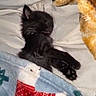 kitten, black_cat, sleeping, blanket, bed, cozy, fur, pet, cute, indoor, animal, resting, comfort, soft, warm, tucked_in, feline, small, cute_pet, domestic_animal