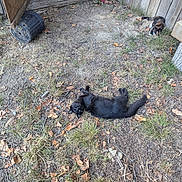 Bellakath is registered to the contest to win money with this photo: animal, black_cat, calico_cat, cat, dirt, fence, grass, ground, leaves, nature, outdoor, pet, plant_pot, relaxing, resting, shadow, sunlight, wood, wooden_fence, yard