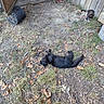 animal, black_cat, calico_cat, cat, dirt, fence, grass, ground, leaves, nature, outdoor, pet, plant_pot, relaxing, resting, shadow, sunlight, wood, wooden_fence, yard