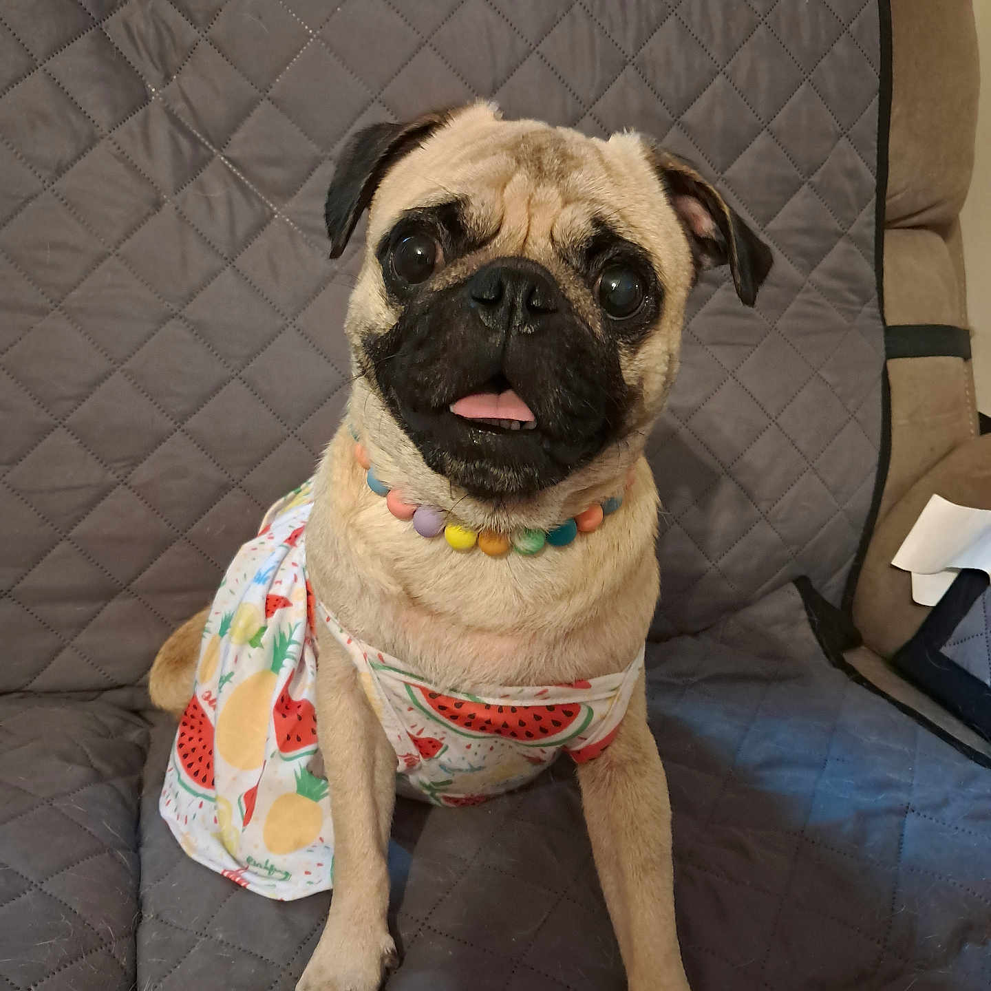 Piper joined the competition — help win amazing prizes! animal, architecture, blanket, building, canine, chair, couch, cushion, dog, furniture, homedecor, indoors, livingroom, pet, pug, puppy, room