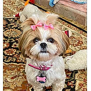 Phoebe is registered to the contest to win money with this photo: animal, bow, brown_and_white, carpet, collar, cute, dog, floor, fluffy, fur, home, indoor, looking_up, pet, pet_tag, pink_bow, plush_toy, shih_tzu, small_dog, toy