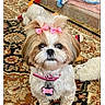 animal, bow, brown_and_white, carpet, collar, cute, dog, floor, fluffy, fur, home, indoor, looking_up, pet, pet_tag, pink_bow, plush_toy, shih_tzu, small_dog, toy