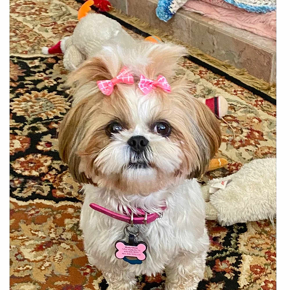 Phoebe